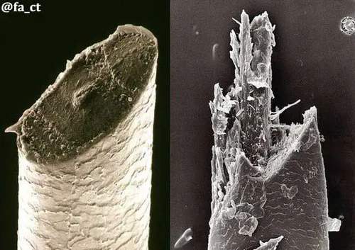 نصویر یک تار ریش در زیر میکروسکوپ سمت چپ باتیغ ریش تراش و