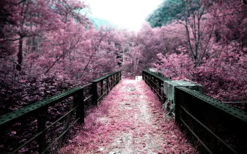 تصویری زیبا از پلی که از وسط باغ های کر ی جنوبی میگذرد