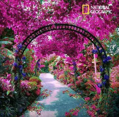 باغ ملی ارکیده سنگاپور
