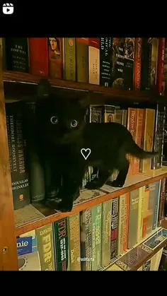 گربه سیاه 
dark
دارک 
