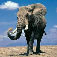 پوست یک فیل 1 اینچ (2.54 سانتی متر) ضخامت دارد اما آنقدر 
