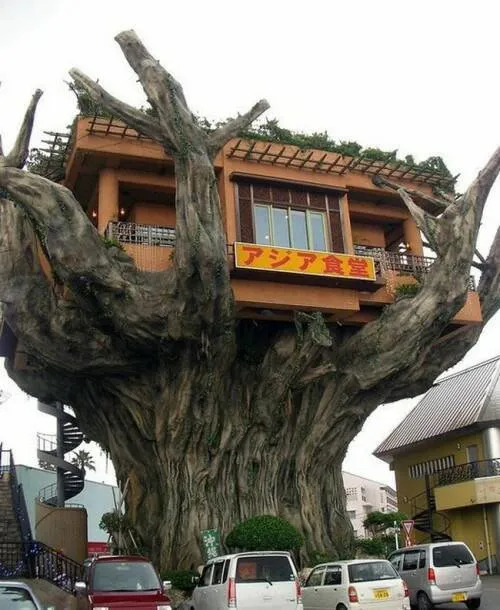 خونه درختی