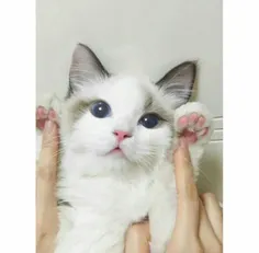 #پیشی 😻