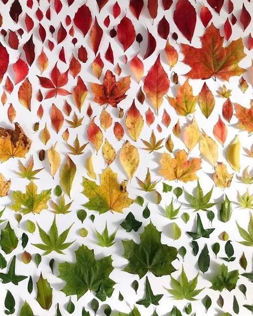 طیف رنگهای طبیعت در پاییز
