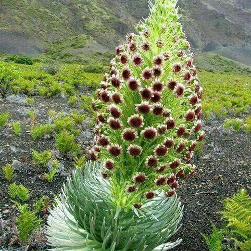 طبیعت زیبای سرباز