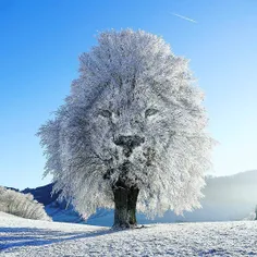 درختی که تصویر شیر دارد
