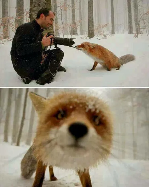 روباه کنجکاو عکاس خلاق!