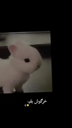 خرگوش ارمی ها: