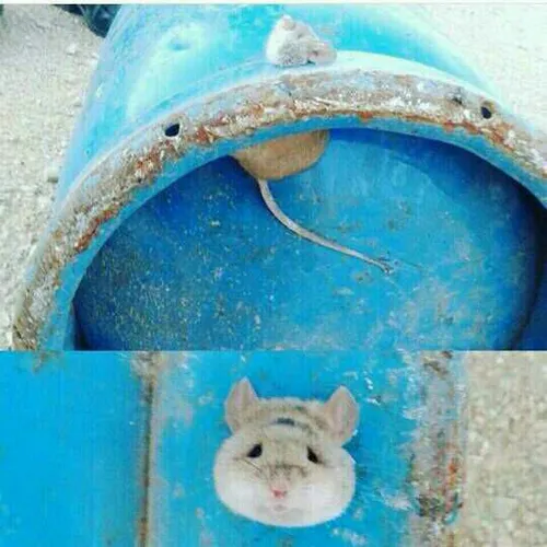 گیر کردن سر موش در سوراخ کپسول گاز