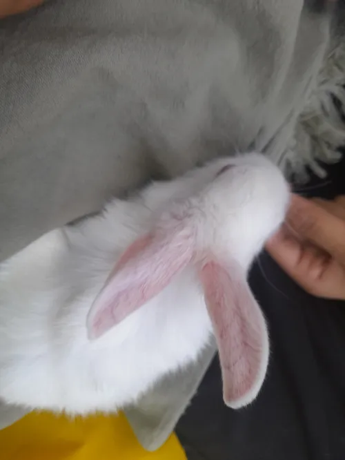 خرگوش خریدمممممم اسمش هم اقای هاشمی عه😑😑😑اینم عکس منو اقا
