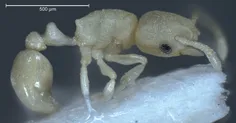اسکلت خارجی بدن مورچه ها از ماده ای بنام کیتین ساخته شده 