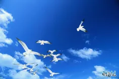 آسمان فرصت پرواز بلند است ولی،قصه این است:چه اندازه کبوتر