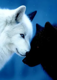 بعضی‌ها دارند و باز