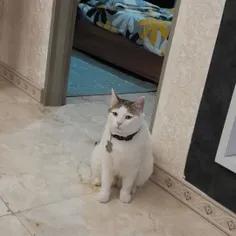 سیلور ناز و دوسداشتنی🥲🐈