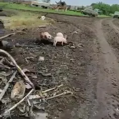 وحشتناکه، خوکهای کوچک مزرعه ای در کشور اوکراین، ریختن 