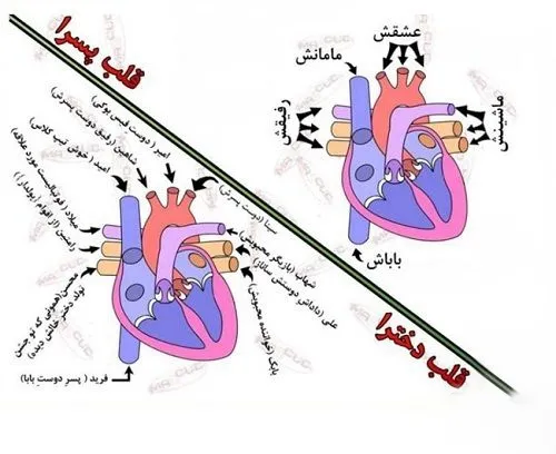 فرق قلب دخترا با پسرا حال کن.