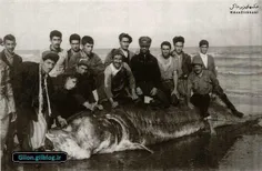 گیلان دریای خزر - شکار ماهی خاویار نادر در سال 1338   #ای