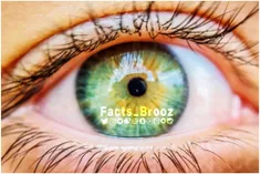 عضلات عنبیه چشم در روز طول ۱۰۰ هزار بار منقبض و منبسط می 