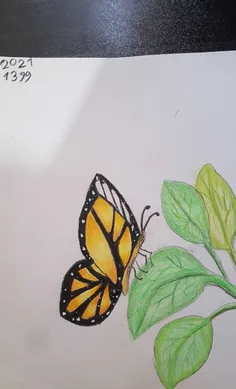 نقاشی پروانه