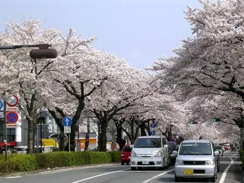 خیابان شکوفه در ژاپن..