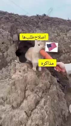 بدون شرح