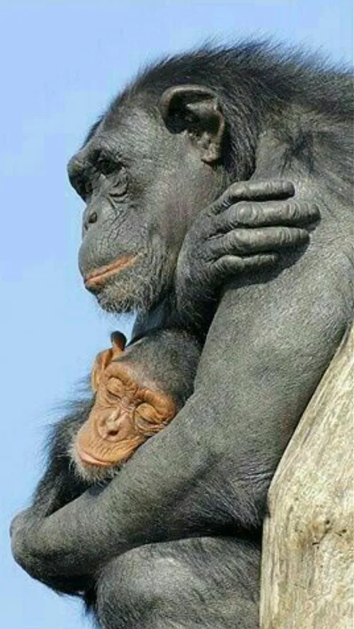 تصویر زیبای مادرانه حیوانات