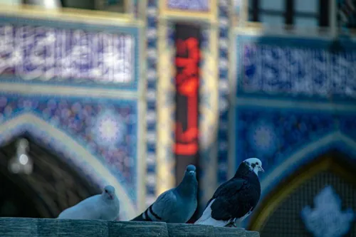 کبوتر حرمت شد دل زمین گیرم