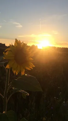 صبح است و گل در آینه بیدار می شود