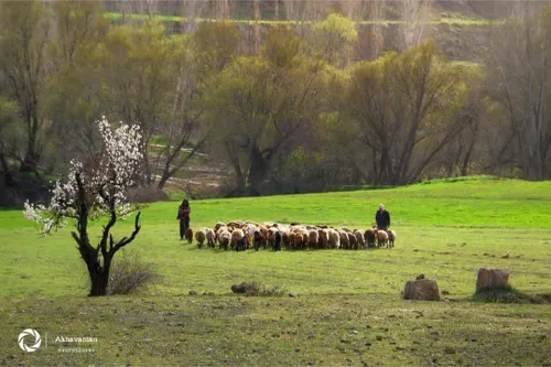 صبح بخیر 😊☘️🌼