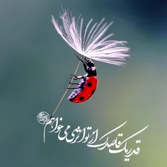 🌺قدر یک قاصدک از تو اثری می خواهم