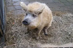 گونه ای عجیب از خوک که با گوسفند جفت