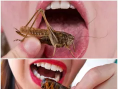 اکثر حشرات قابل خوردن هستند،اگر در جایی بدون غذا گیر افتا