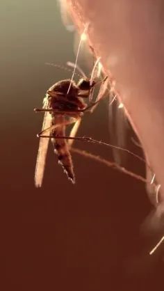 پشه‌ها دارای بیش از 150 گیرنده  هستند که به آنها در یافتن