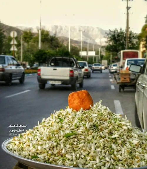 بهارنارنج شیراز...