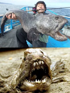 ماهی گیر ژاپنی بنام "هیراساکا"  بزرگترین #گرگ #ماهی جهان 