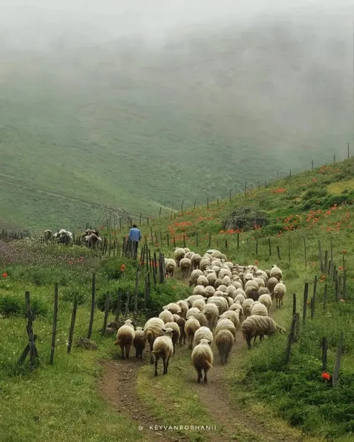 تالش ، گیلان