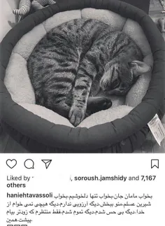 پست اینستاگرامی هانیه توسلی بازیگر سینما برای مرگ گربه اش