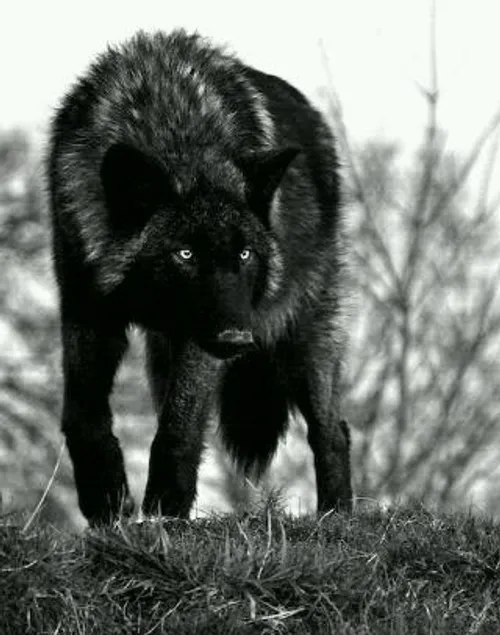 wolf...