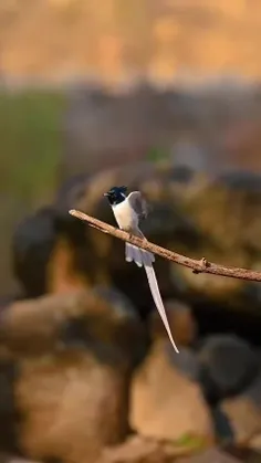مگس‌گیر بهشتی هندی (Indian paradise flycatcher) یک پرنده 