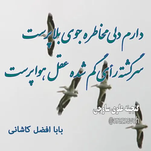 دارم دلی مخاطره جوی بلا پرست