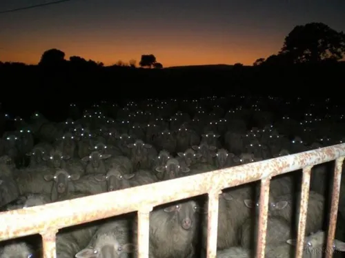 امیدوارم وقتی خوابتون نمیبره این گوسفندارو نشمارین....همی