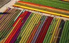 📎  Title: Tulip fields in bloom at Mount Vernon, Washingt