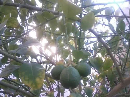 درخت لیمو امروز در حیاط خونه مون