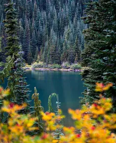 🌏  Mount Rainier national park 🌏 