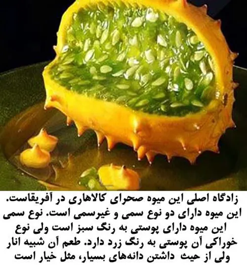 یک میوه جالب به اسم خیار افریقایی