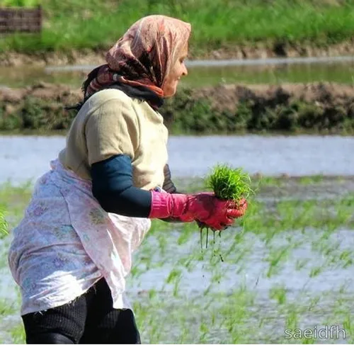 سلامتی شیر زنان دیار من