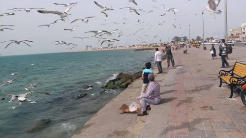 امروز کنار دریا و غذا دادن به پرندگان