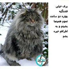 #منطق#گربه#cat#logic#catlogic#pet#snow#petfarsifacts