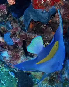 فرشته‌ماهی لکه زرد Yellowbar angelfish، گونه‌ای از پرتو م