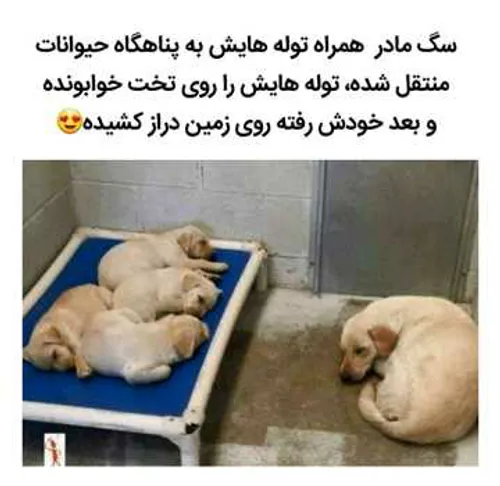 گوناگون saramaleki28 27611065 - عکس ویسگون